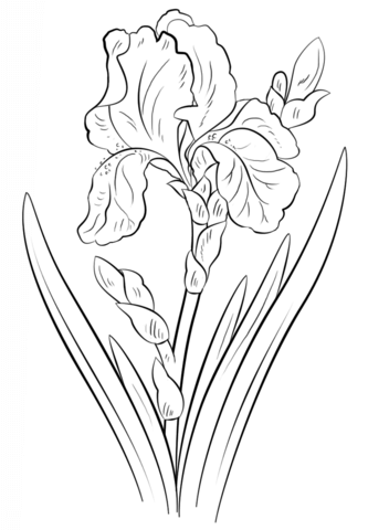 Blue Iris Coloring Page